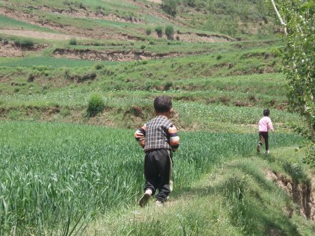 Children running in wheat-field, near Datong, Qinghai, China