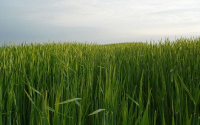 Grain fields