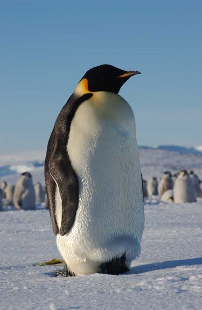 Emperor Penguin, Atka Bay, Weddell Sea, Antarctica