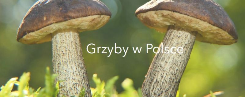 Grzyby w Polsce