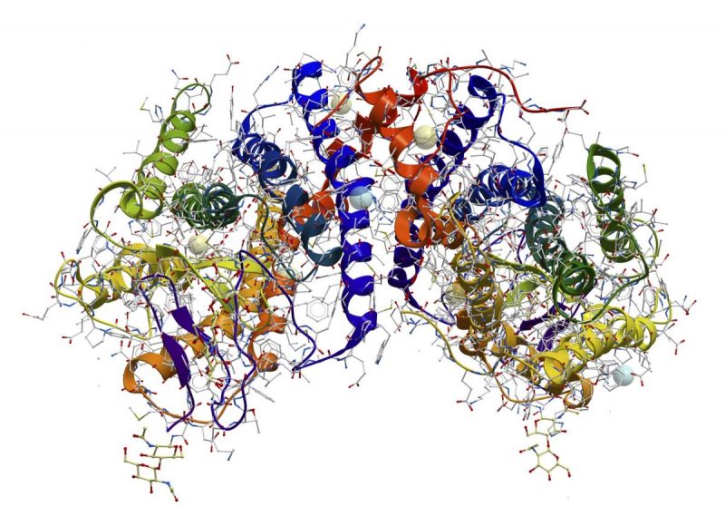 Naukowczy z SGGW odkryli tajemnicze białko