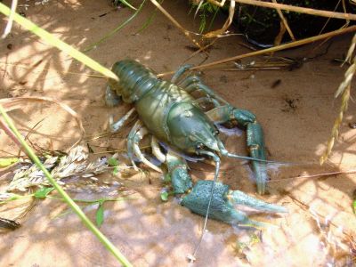 Crayfish Astacus astacus from regional natural park Parc naturel régional des Vosges du Nord