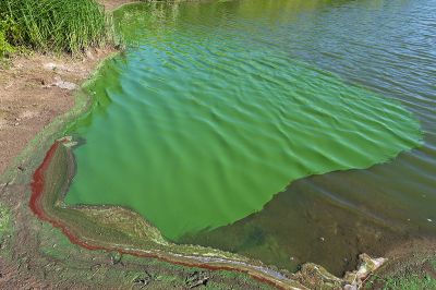 Bloom of cyanobacteria, fot. Christian Fischer [CC BY-SA 3.0